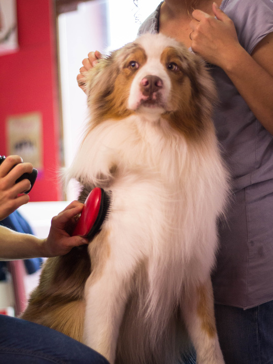 Quelle brosse choisir pour un chien à poil long ?
